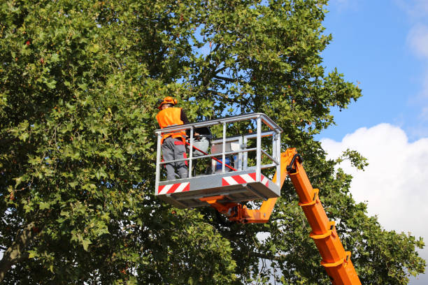 How Our Tree Care Process Works  in  Montara, CA